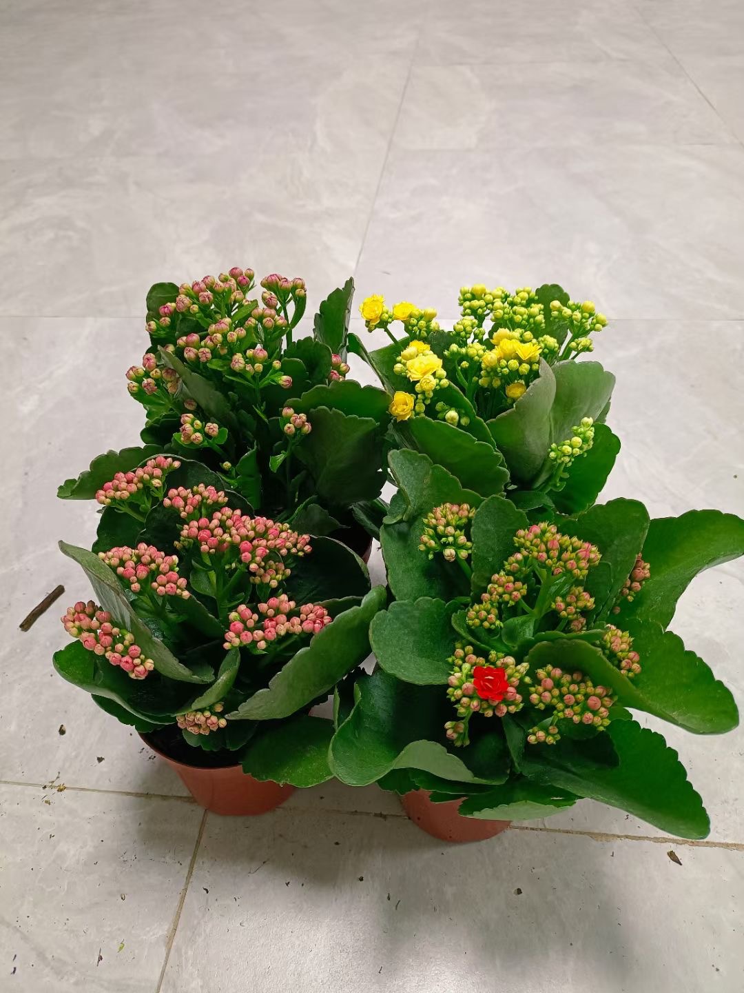 基地直供 重瓣长寿花四季开花 客厅阳台室内外观花室植物盆栽