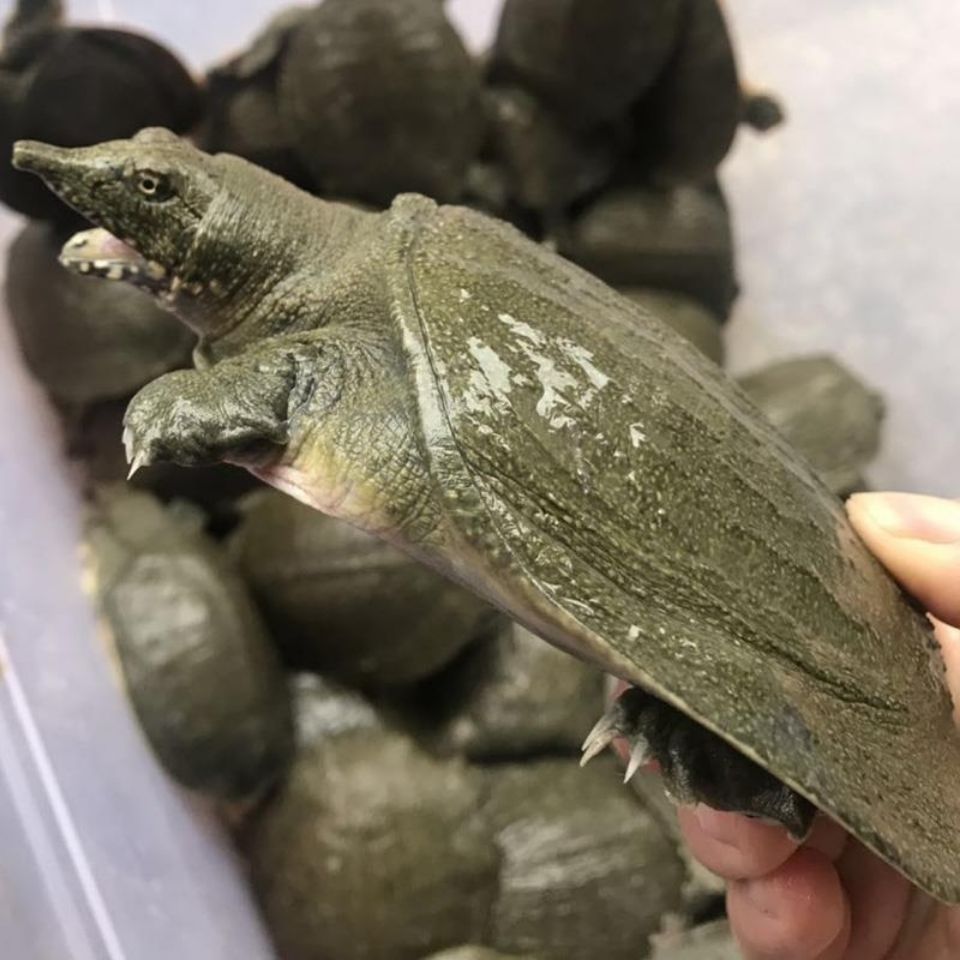 3-0.5斤生态甲鱼苗养殖1-4斤成年大王八活甲鱼中华鳖鲜活水产