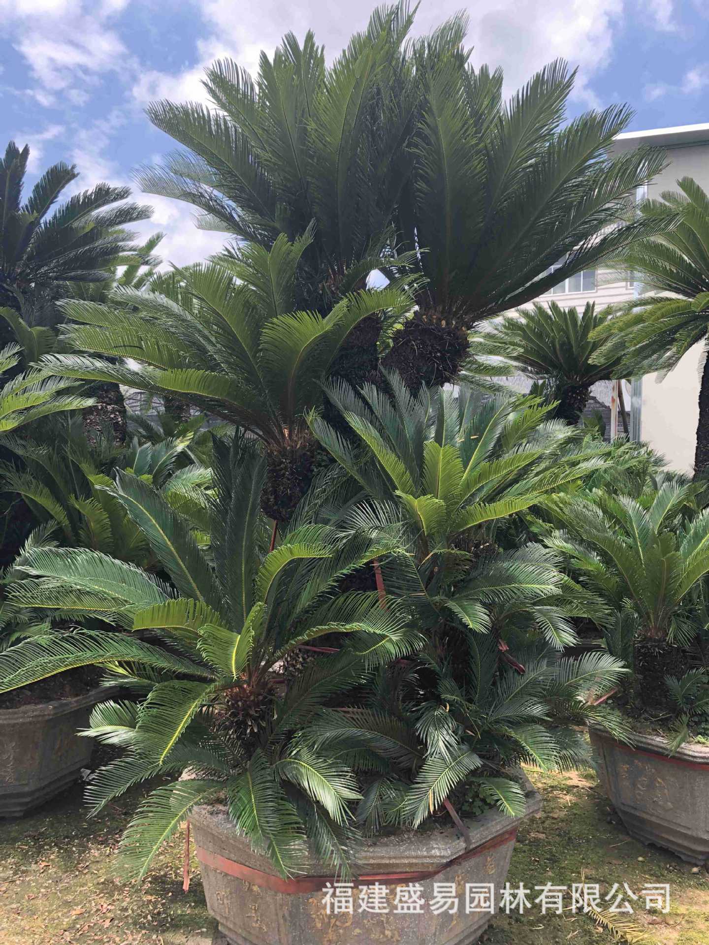 造型铁树盆景 多头铁树供应 丛生铁树 大铁树基地 铁树批发价格