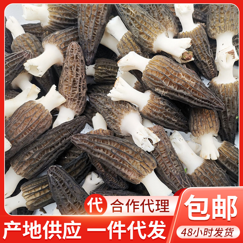 现货新鲜羊肚菌2斤 云南特产农产品羊肚菌人工食用菌-阿里巴巴