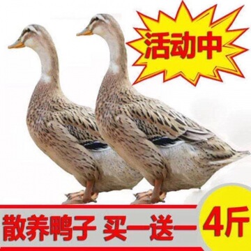 农家散养新鲜鸭子现杀鸭肉鸭血鸭肉现杀鸭货批发冷冻老鸭子土鸭