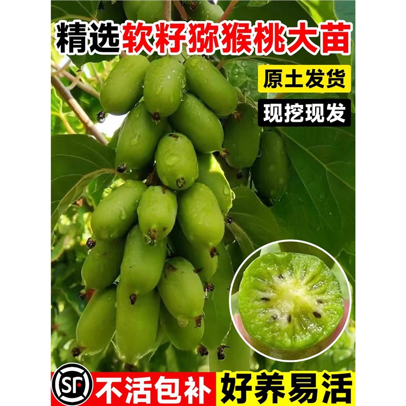 正宗猕猴桃树果苗软枣红心雌雄同株嫁接南北种植盆栽地栽当年结果