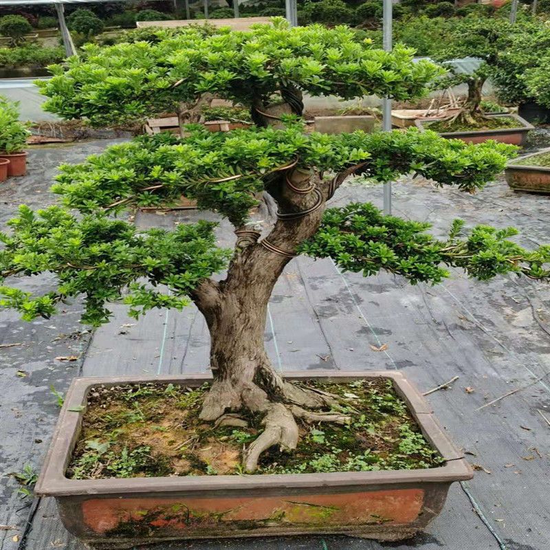 罗汉松盆景雀舌盆栽榆树五针松老桩迎客松造型景观黄杨