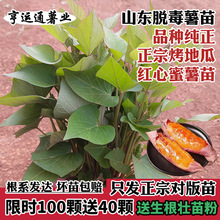 山东烟薯苗红薯苗糖心地瓜秧苗蜜薯苗紫薯苗高产板栗苗西瓜红薯苗