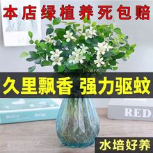 驱蚊虫九里香花卉盆栽浓香型四季开花客厅阳台绿植物室内绿萝好养