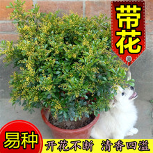 米兰花苗盆栽花卉阳台观花喜阳植物四季绿植盆景开花不断