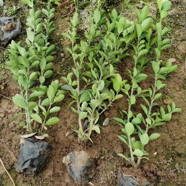 绿化苗木行道树绿篱植物大叶黄杨苗北海道黄杨冬青苗四季长青