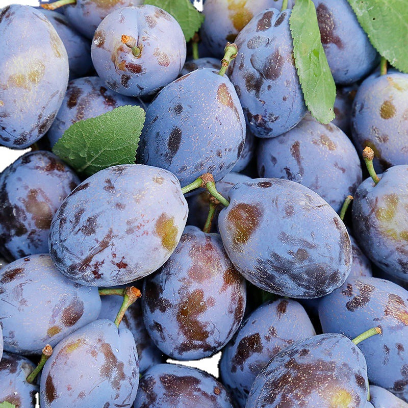 西梅四川大西梅汶川鲜果大西梅现摘应季高端水果李孕妇