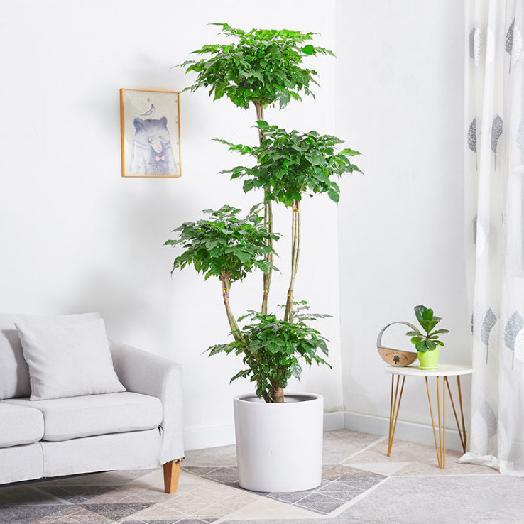 绿宝幸福树盆栽室内植物书房客厅大型绿植盆景开业送礼办公室绿植