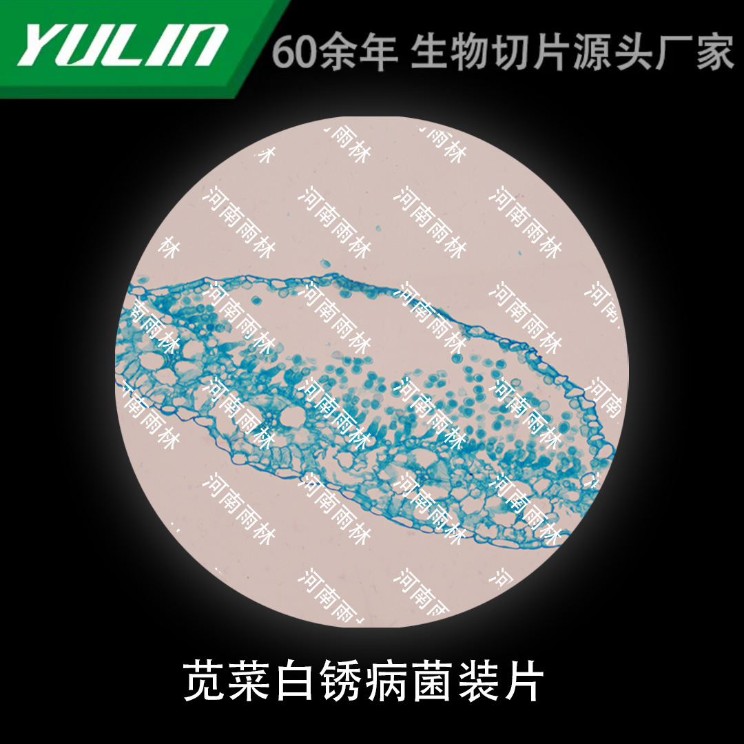 苋菜白锈病菌装片生物显微镜标本动物植物细胞载玻片观察实验高校
