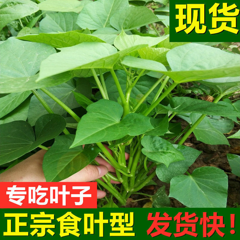 番薯苗红薯叶种苗 福薯18号 新鲜 地瓜叶 番薯叶种苗种子老茎