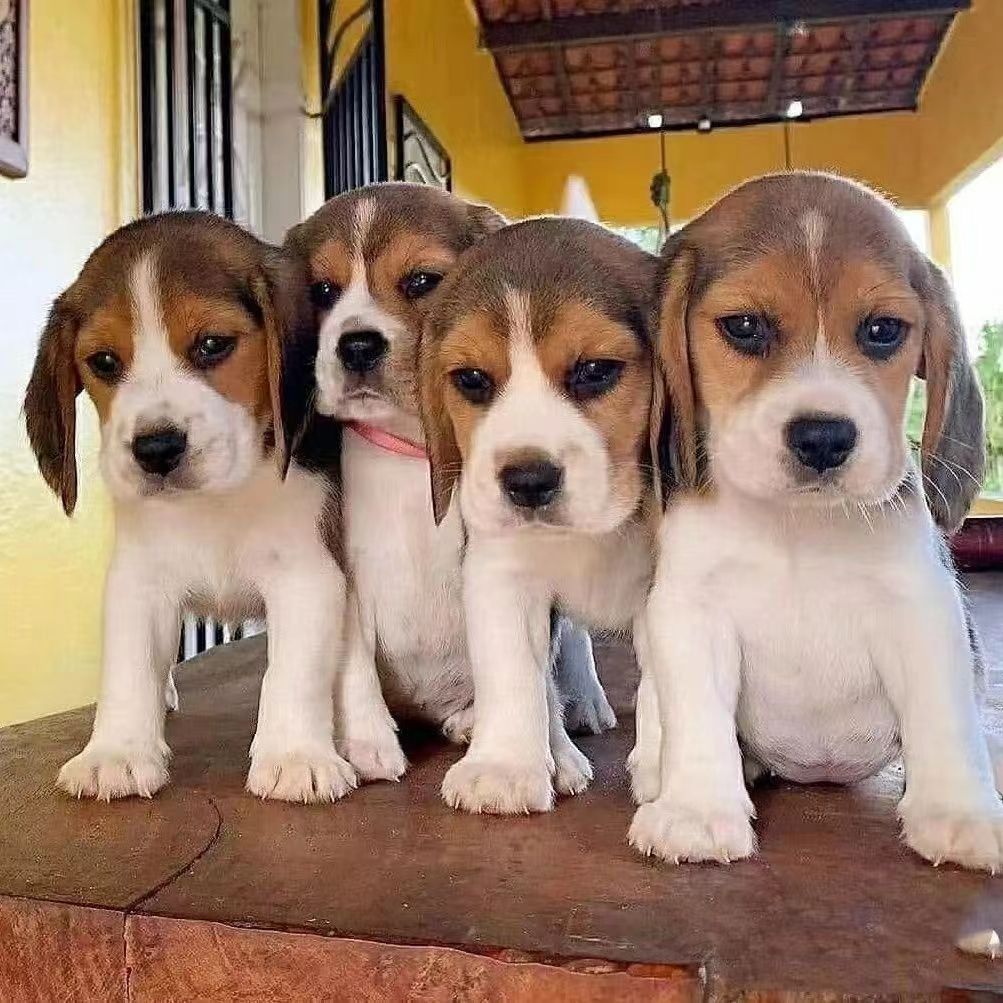 纯种比格犬幼犬活体出售批发猎兔犬大耳朵比格小型犬宠物狗比格犬