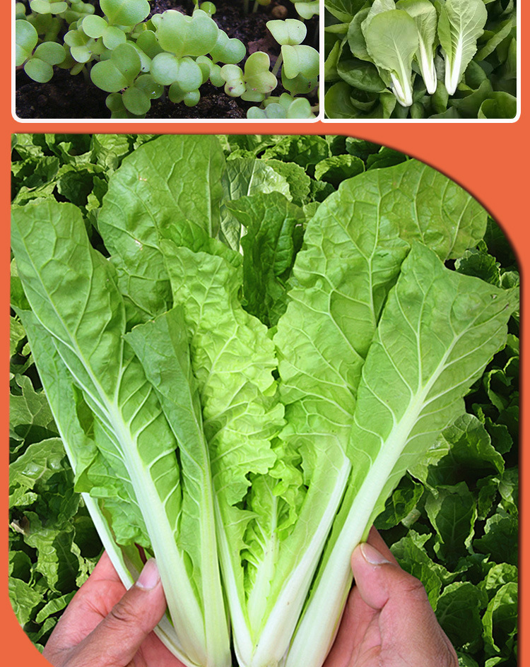 早熟奶油小白菜种子 农田菜地蔬菜种植抗热耐湿长势快小白菜籽