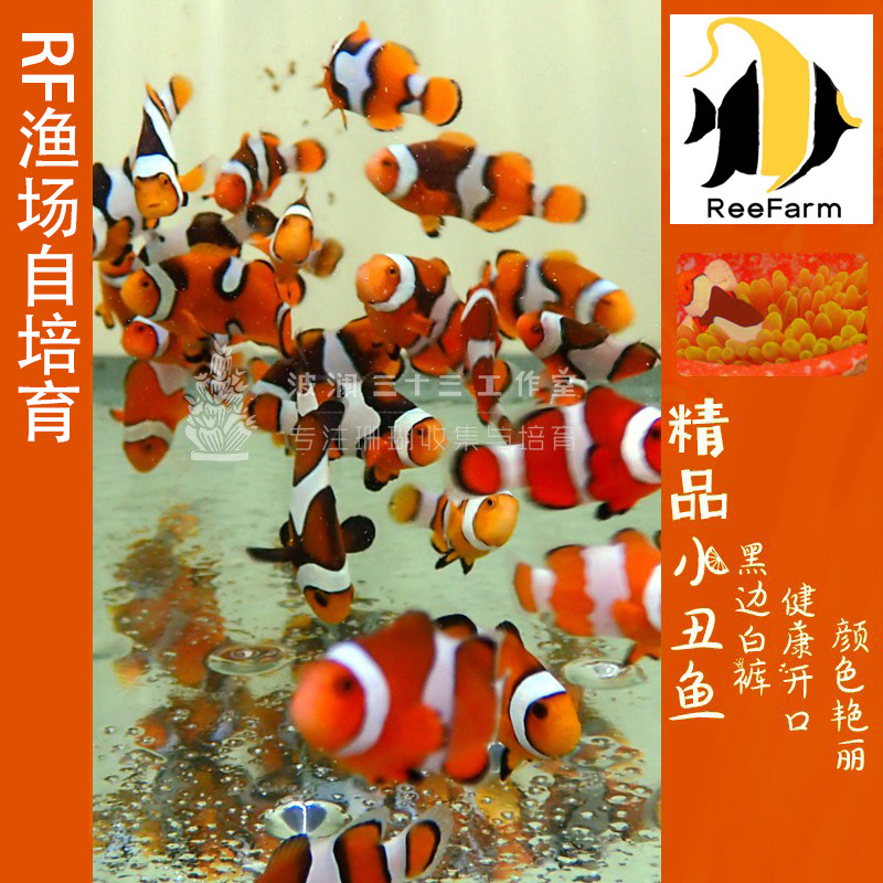 rf渔场人工公子小丑鱼活鱼双带黑背心奥黑海水鱼海水活体观赏鱼