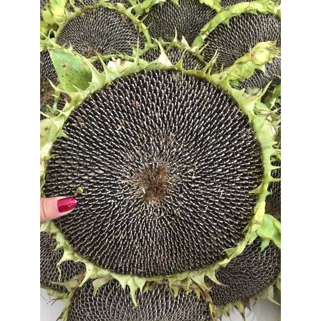 【五金瓜子】-五金瓜子厂家,品牌,图片,热帖-阿里巴巴