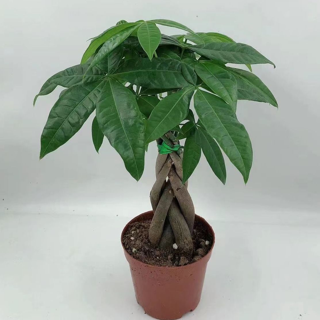 五编发财树总高24到28厘米室内客厅桌面小盆栽小发财树吸甲醛植物