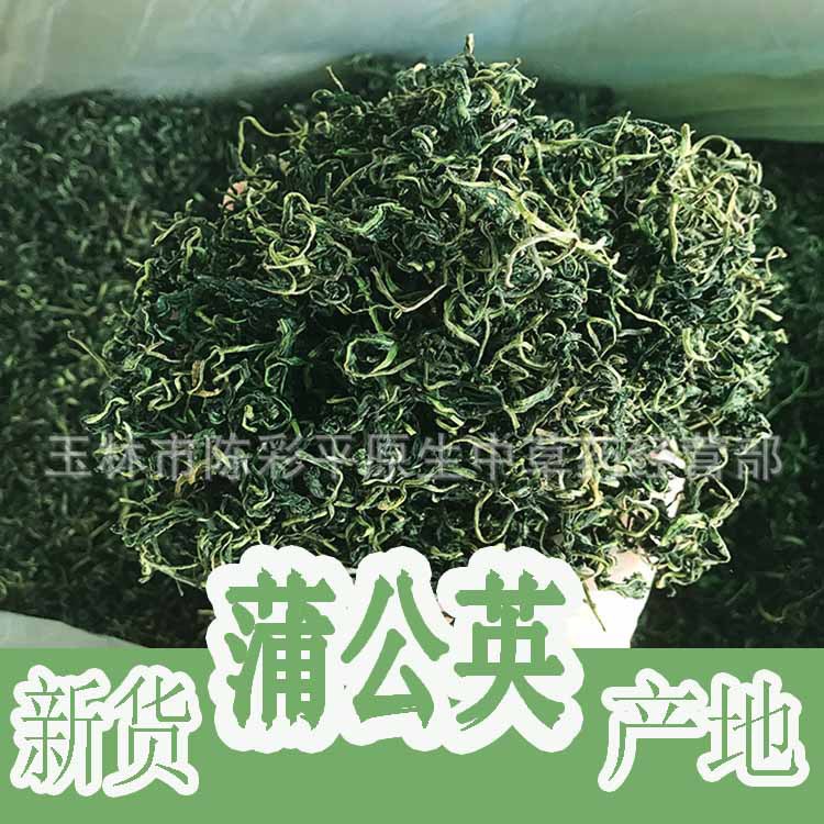 蒲公英 新货蒲公英茶 蒲公英根 公英 产地货源大量现货送广告