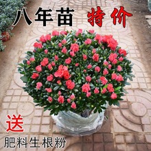 杜鹃花盆栽四季开花四季常青室内室外阳台花卉绿植盆景净化空气