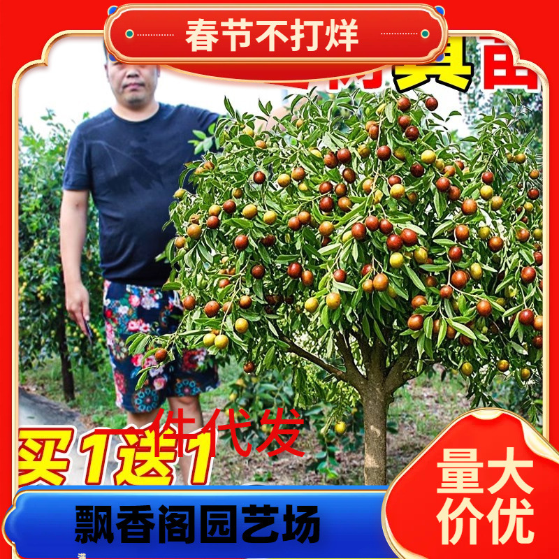 枣树活苗果树南方北方带土球种植嫁接冰糖枣特大超甜沾化冬枣苗树