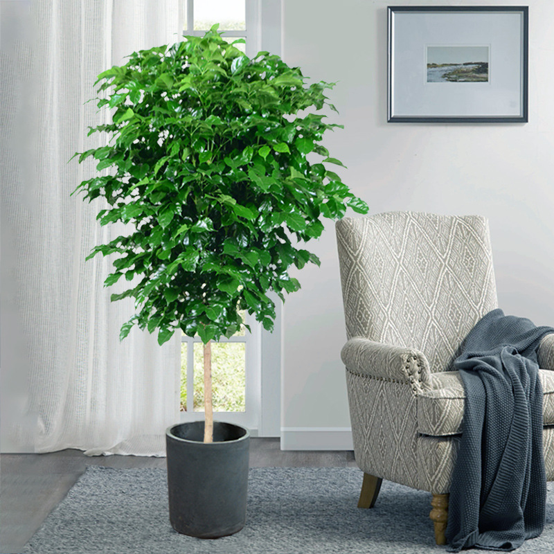 电视柜旁边绿植幸福树 大型家庭绿色植物盆栽室内好养适合搬新家