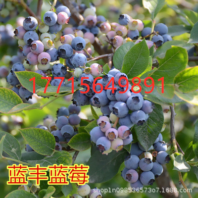 蓝丰蓝莓盆栽南北方四季阳台水果树种植庭院各种果树果苗当年结果