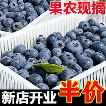 果农奉献现摘新鲜蓝莓水果现摘特大果宝宝辅食蓝莓鲜一件批发价格