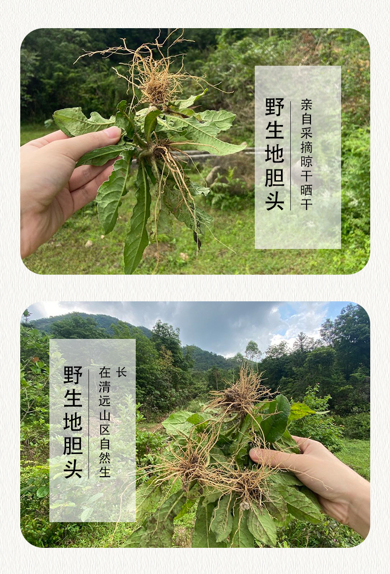 有机地胆头中药材地胆草根地苦胆煲汤料去湿药材红花地斩头干货