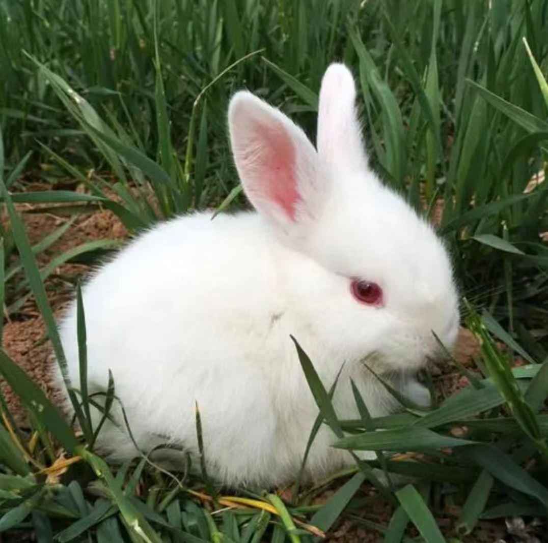 宠物家养小兔子活体小白兔网红灵宠兔子幼崽宿舍好养活景区观赏