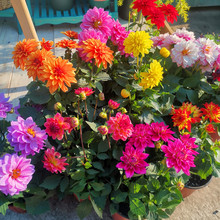 大丽花盆栽(颜色多样 花期长)阳台庭院开花植物