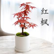 日本红枫盆景四季好养活室内桌面盆栽老桩耐寒观叶植物红舞姬树苗