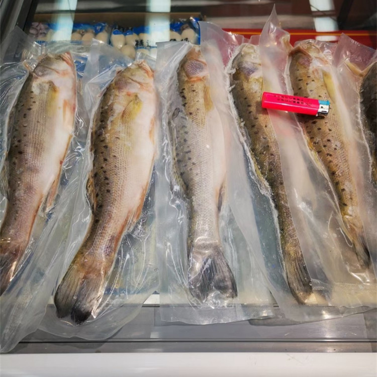 椿玲优鲜 整条冷冻海鲈鱼10kg每箱 深海新鲜 七星大鲈鱼