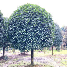 地栽桂花树苗原生八月金桂丹桂盆栽别墅庭院绿化多种桂花苗木批发