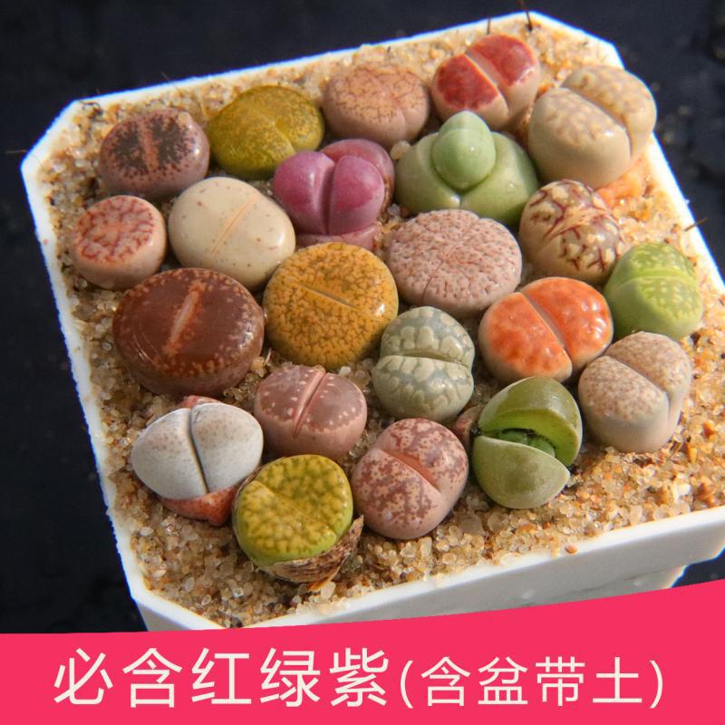 生石花带盆 一物一拍 品种丰富 整盆屁股石生花拼盘拼盆阳台多肉