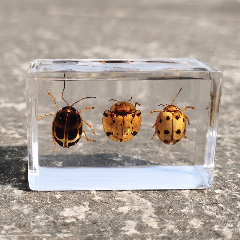 亚马逊 跨境新款真实昆虫标本 透明树脂2个蜘蛛2个金龟2个瓢虫