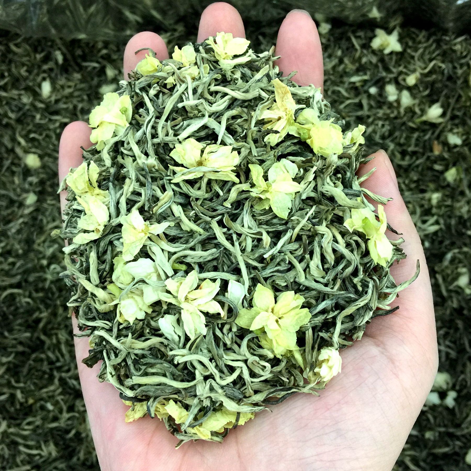艾达福 小白针白雪花广西横县茉莉花茶 浓香久窨2021新花茶批发