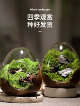 苔藓微景观生态瓶闷养桌面迷你小盆栽办公室内造景绿植物摆件