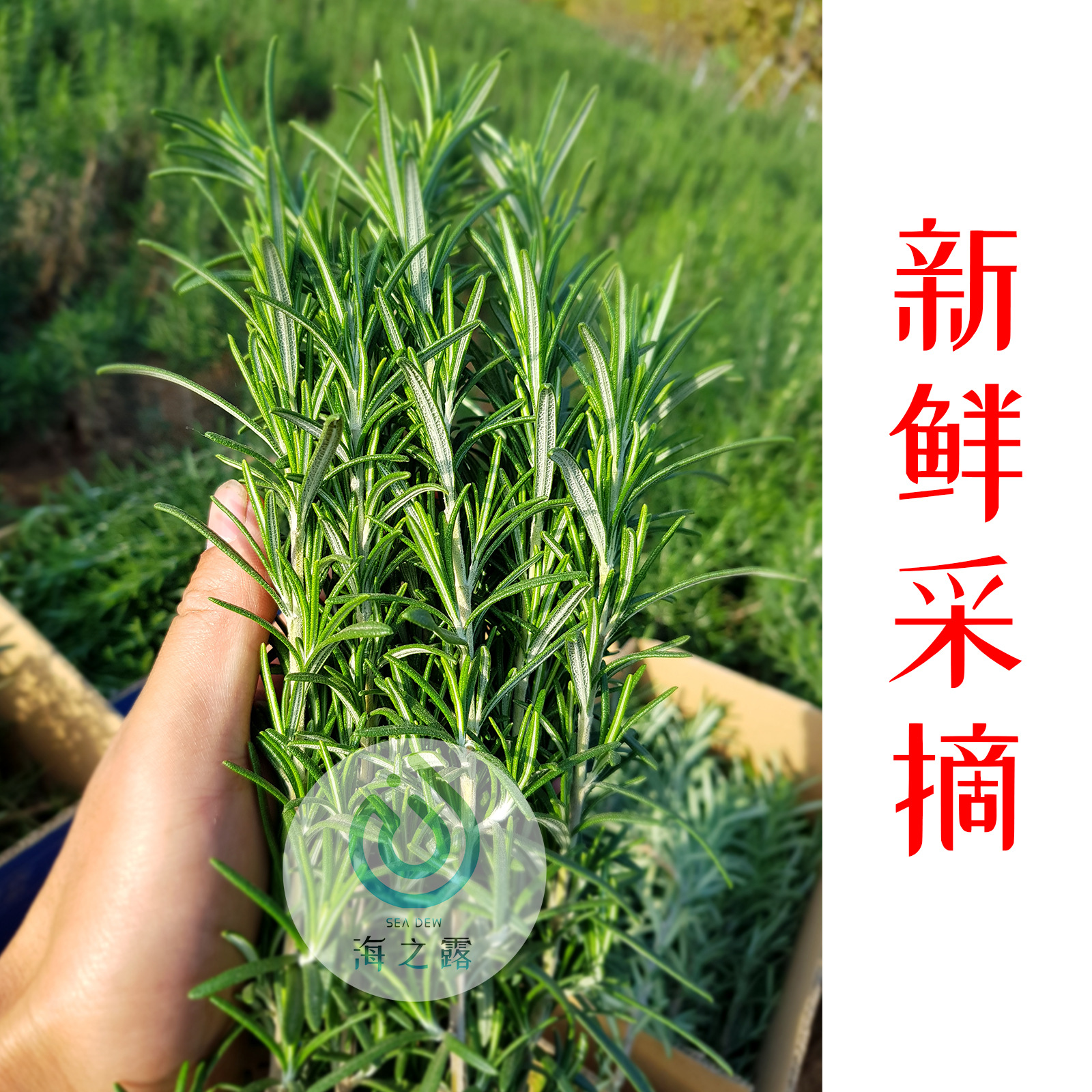 可食用百里香牛排马鞭草酮迷迭香热红酒烧烤香西餐