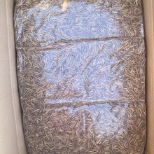 干黄粉虫可用于鸟食、龟粮、仓鼠粮、鸡饲料等