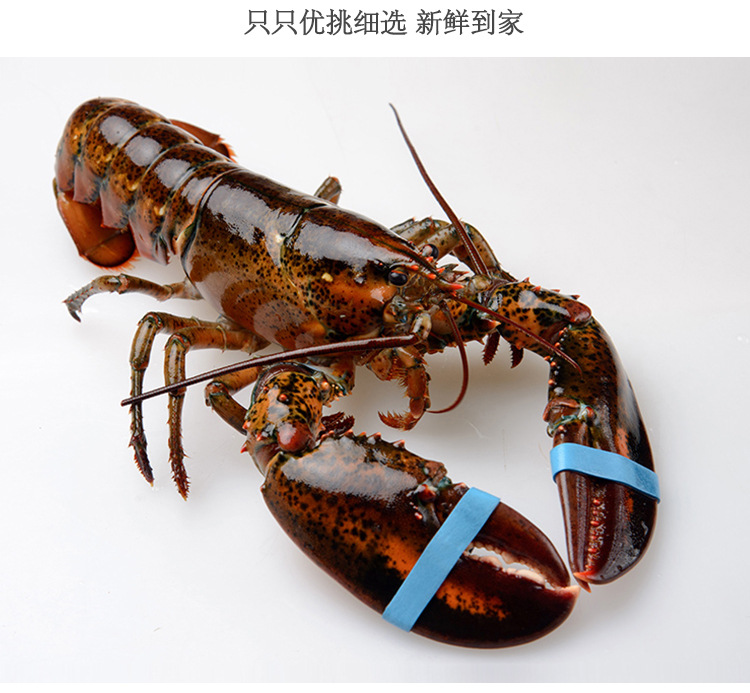 加拿大波士顿龙虾餐饮冰鲜敖龙虾速冻波龙虾海鲜水产批发酒楼餐厅