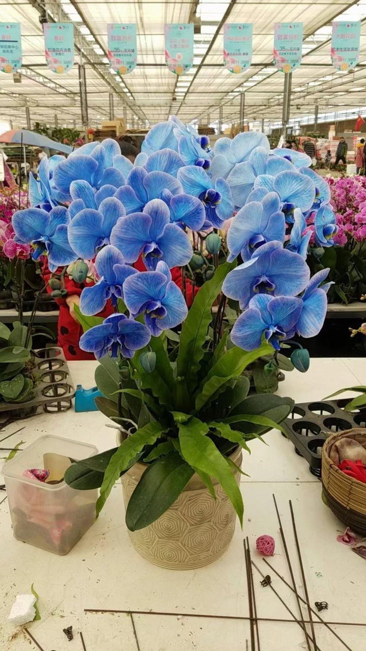 马卡龙色系 蝴蝶兰 马卡龙蝴蝶兰中的贵族,支持预定