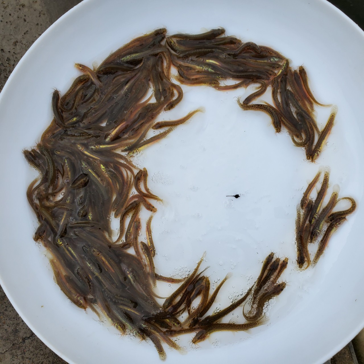 泥鳅鱼苗 台湾泥鳅鱼苗 快大泥鳅鱼苗 大量供应鱼苗