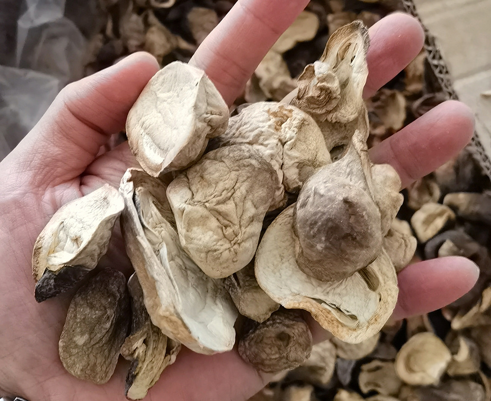 福建古田兰花菇干货草菇 500g草菇干菌肉质脆嫩 古田