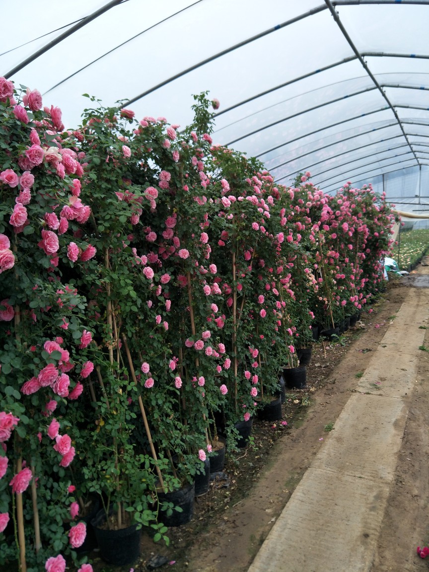 爬藤月季花大苗盆栽 攀援欧月蔷薇四季开花植物 庭院阳台