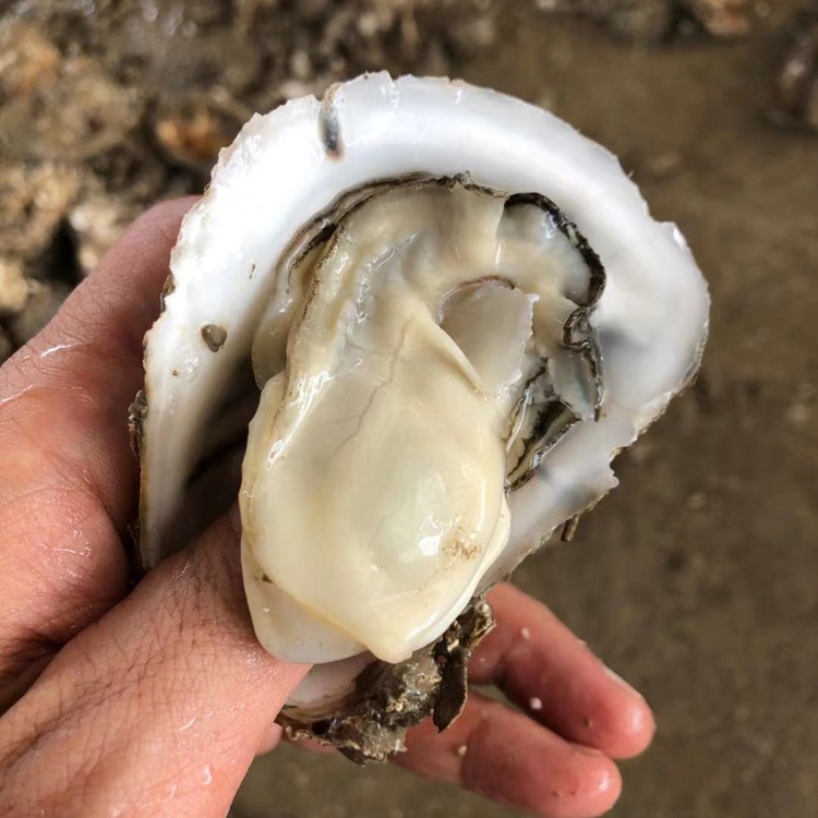 湛江官渡生蚝带壳