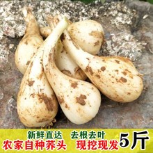 江西5斤农家自种新鲜茭头教头藠头薤头泡菜叫头荞头包邮现挖现发