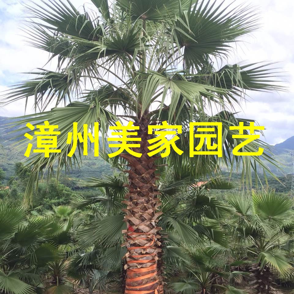 老人葵树 华棕 杆高4米 自然高度6米 漳州华盛顿棕榈基地 棕榈树