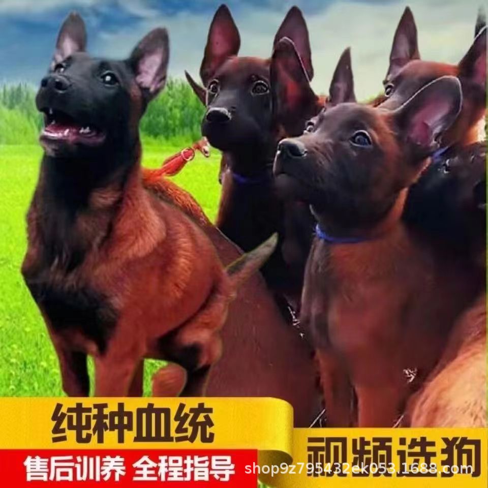 纯种马犬幼犬活体出售警犬看家护院犬爆红黑红黄马犬护卫犬宠物狗
