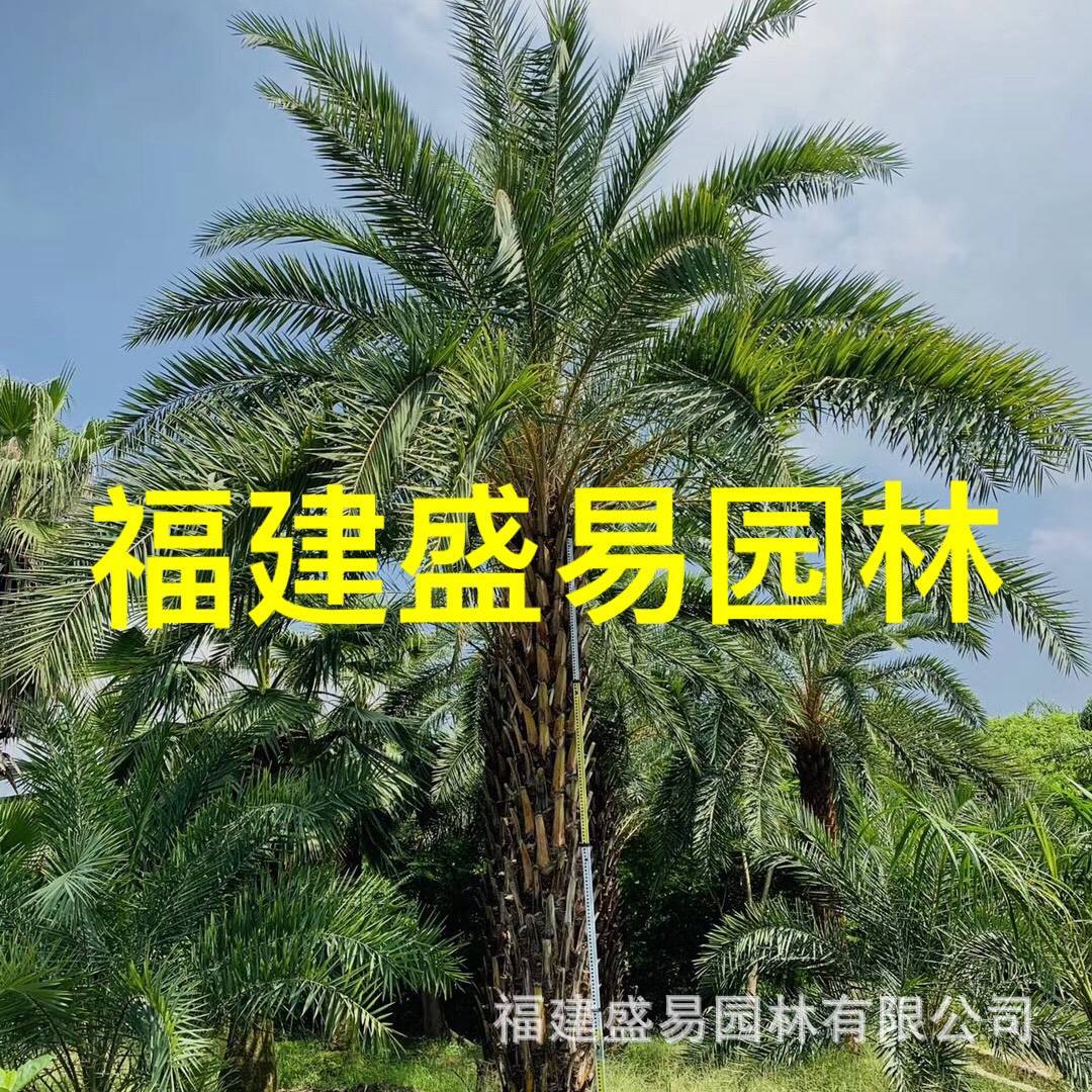 中东海枣 银海枣报价 棕榈中东海枣树 银海枣价格 银海枣批发