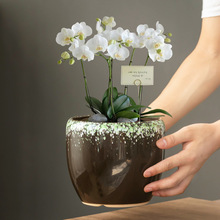 创意蝴蝶兰花盆陶瓷透气圆高深兰花绿植物花盆办公室桌面家用批发