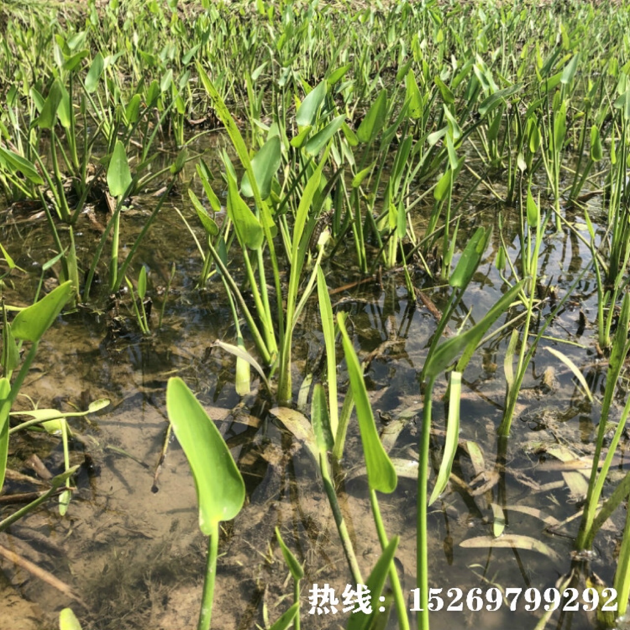野生绿化慈菇苗白花承接种植